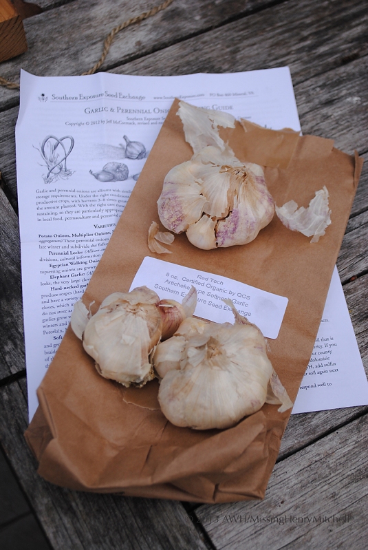 Red Toch softneck organic garlic bulbs and planting instructions
