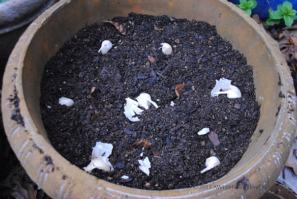 garlic cloves planted in container