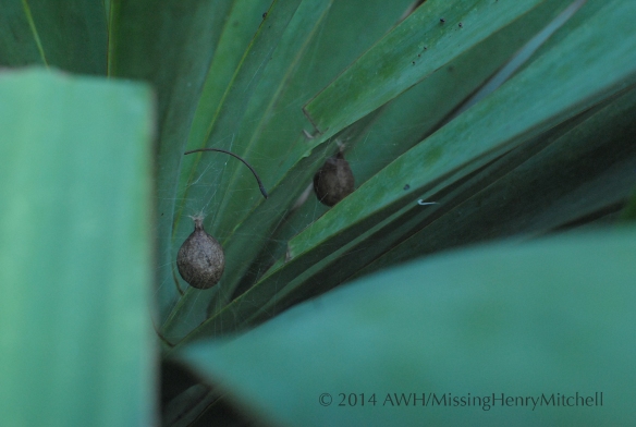 spider egg sacs in yucca plant
