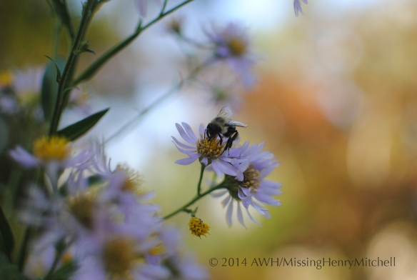 Bee on aster tataricus.